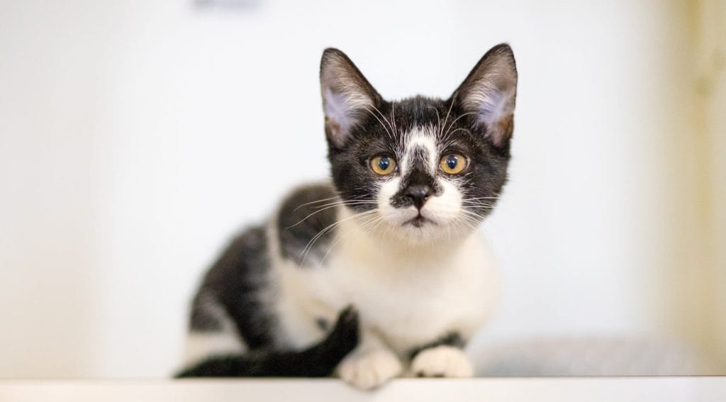 RSPCA WA Pet Census – It's all love despite rising costs