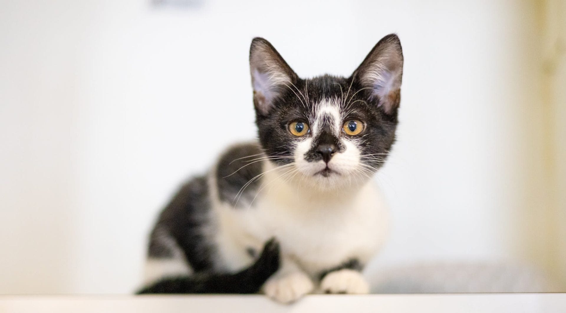 RSPCA WA Pet Census – It's all love despite rising costs