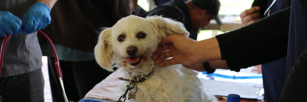 Free food and dog health checks in Mandurah