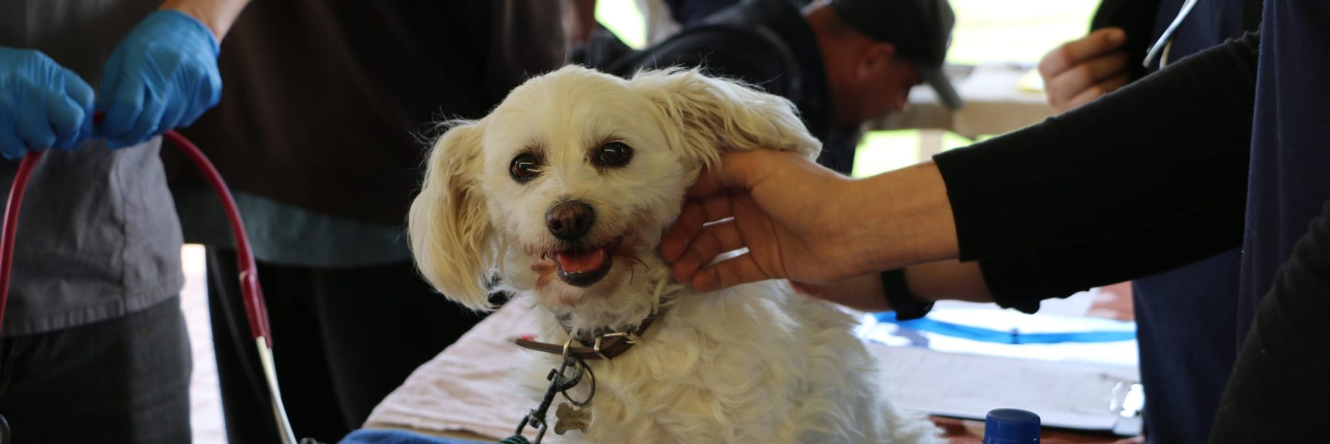 Free food and dog health checks in Mandurah