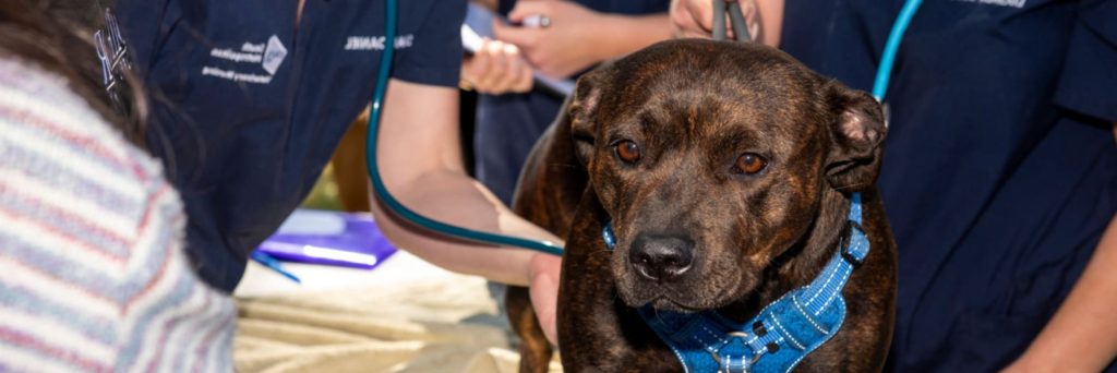 Free food and dog health checks in Midvale