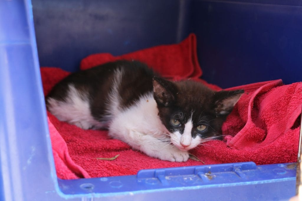 Injured kitten reminder to desex your cat