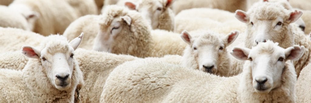 Shocking anniversary as livestock remain in limbo
