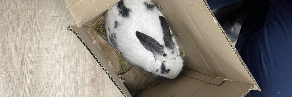 Pet dumping warning as bunny left in freezing cold