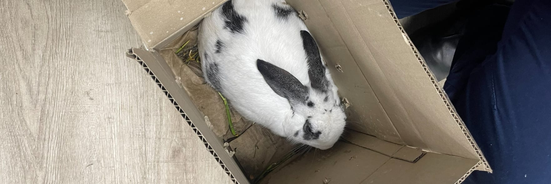 Pet dumping warning as bunny left in freezing cold