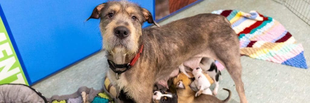 Sterilise your pet to put a stop to unwanted litters