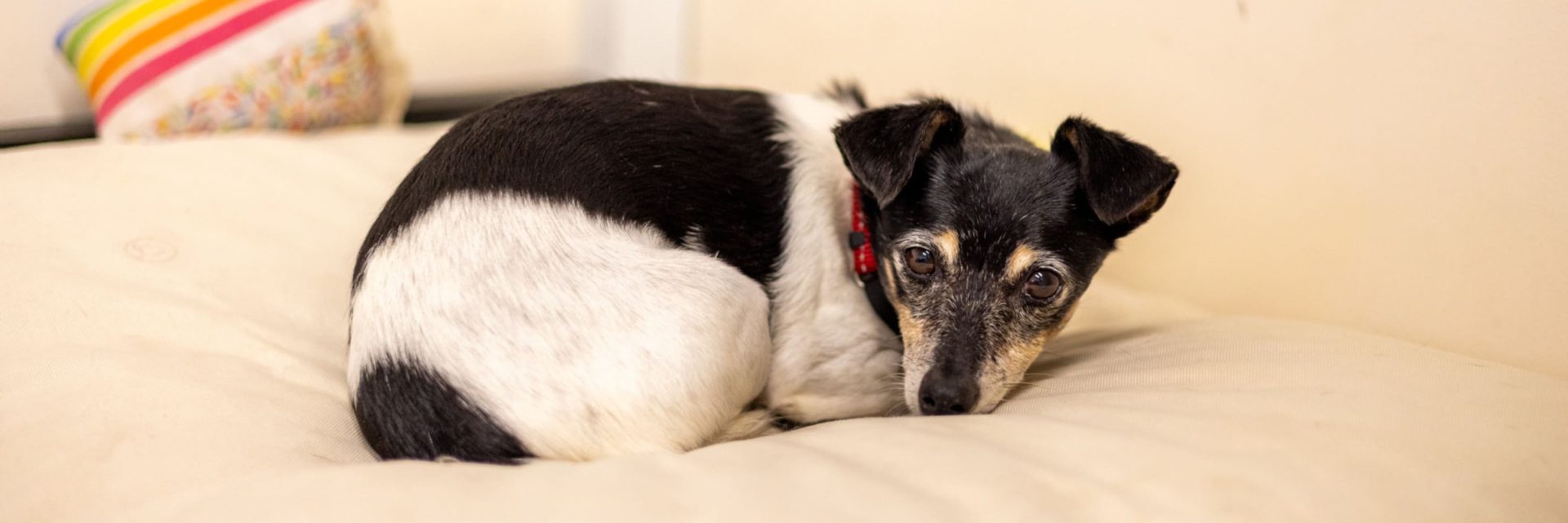 Cost-of-living continues to bite WA pet owners