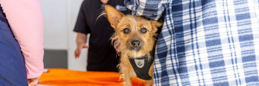 Free food and dog health checks at Pups in the Park