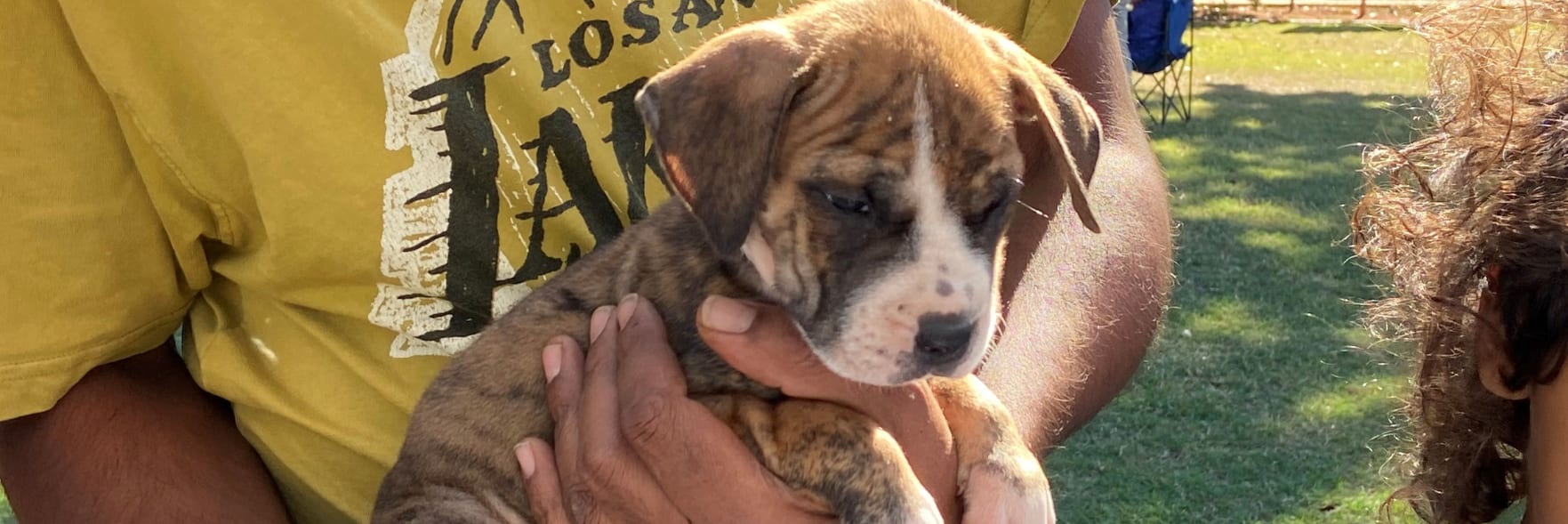 Free microchipping and dog health checks in Broome