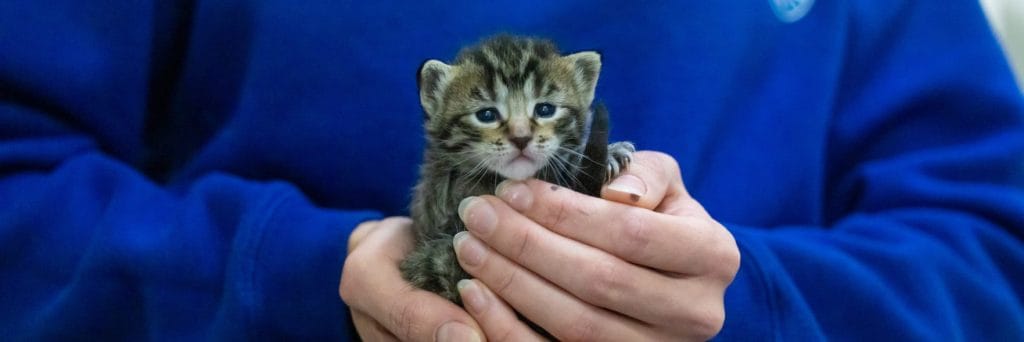 Pregnant cats and litters prompt desexing reminder