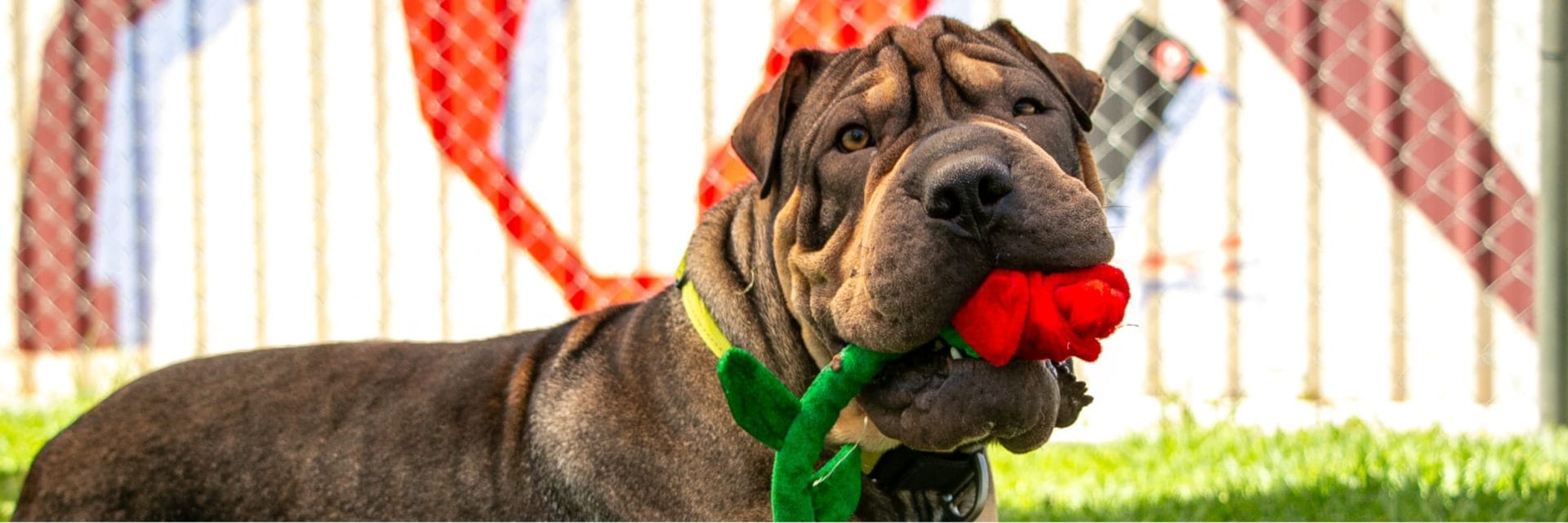 How to show your companion you love them this V-Day
