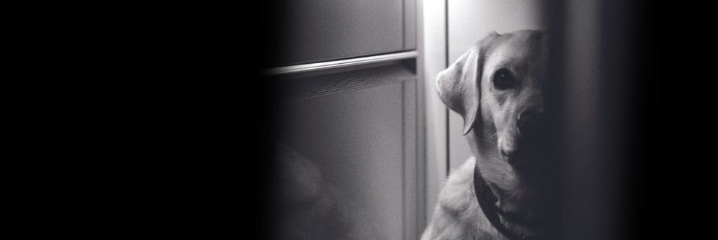 Record number of pets, owners helped to escape FDV