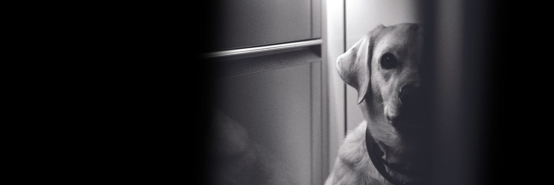 Record number of pets, owners helped to escape FDV