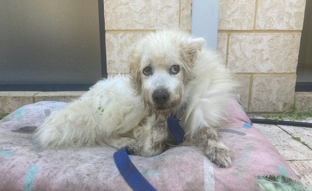 RSPCA WA reveals state's animal cruelty hotspots