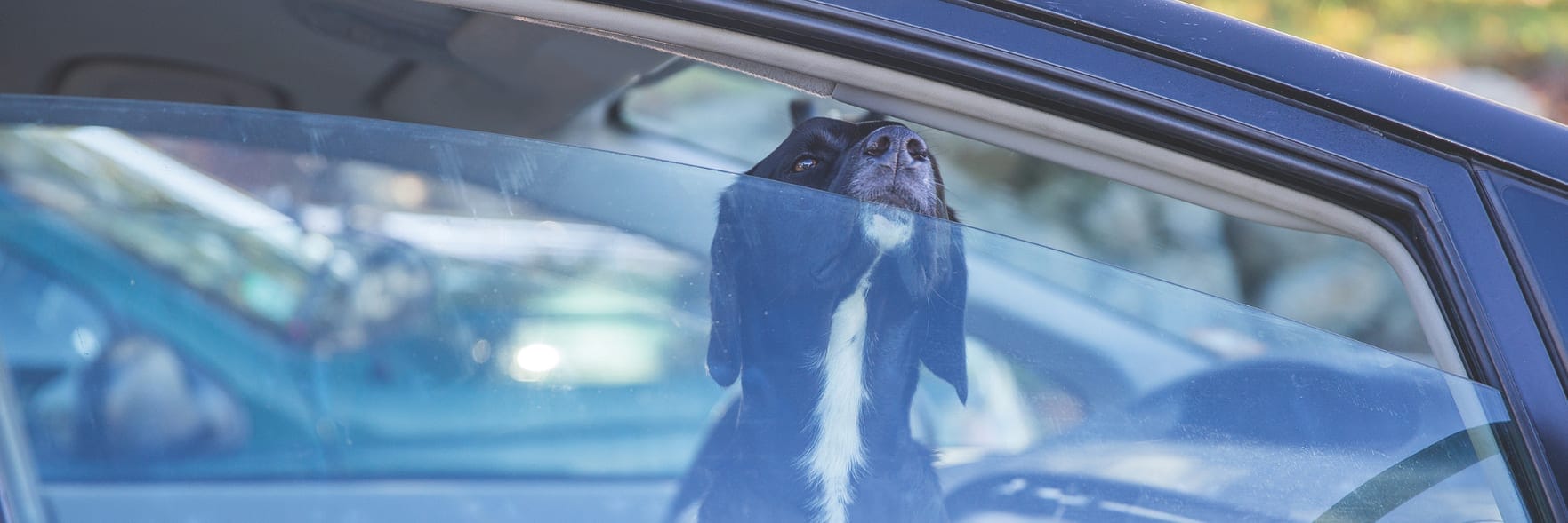 High temps prompt pet warnings