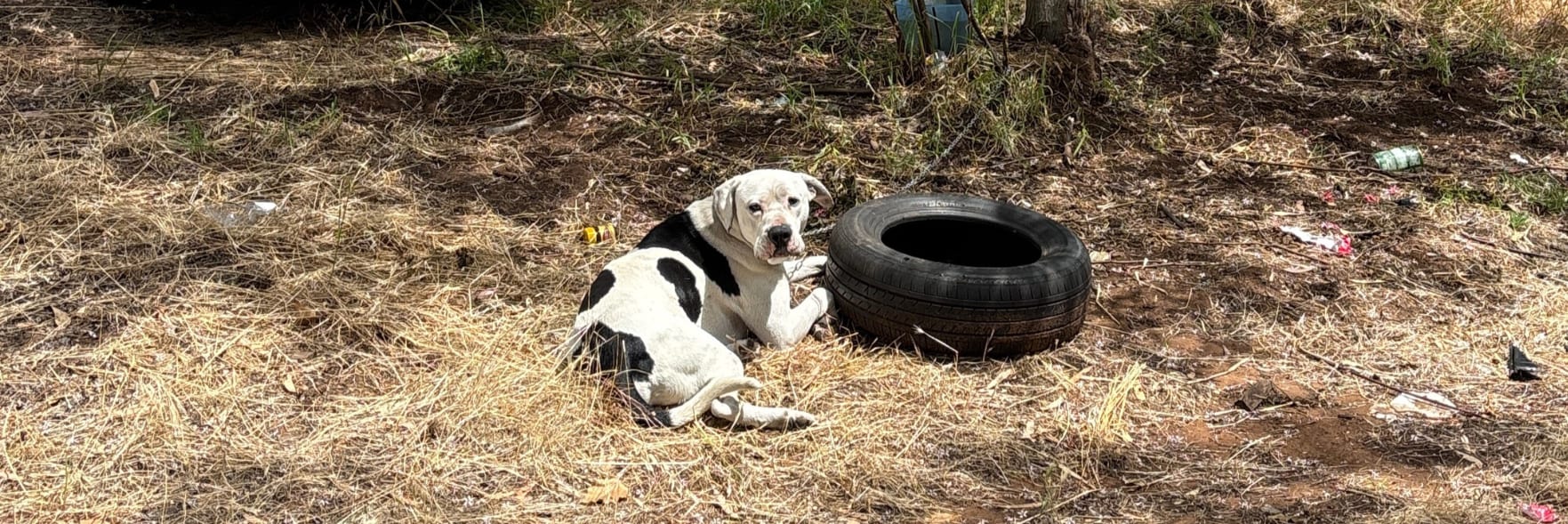 RSPCA WA fears dogs will die as temps rise