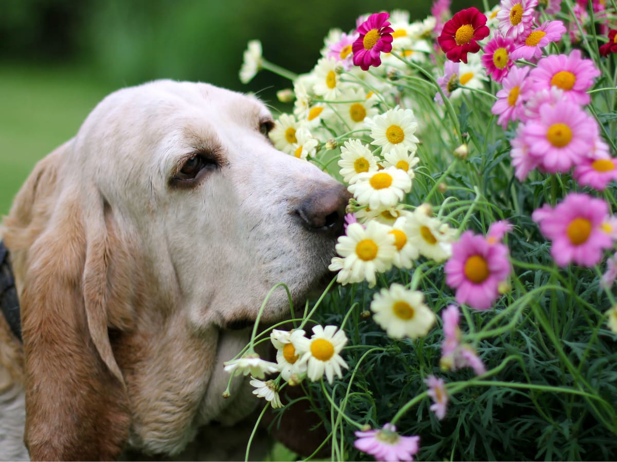 Don't be sprung by Spring pet dangers