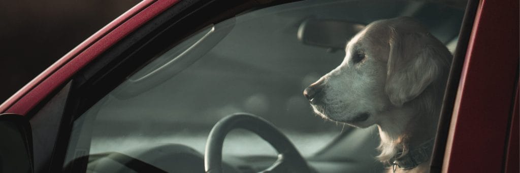 High temps prompt dogs in hot cars warning