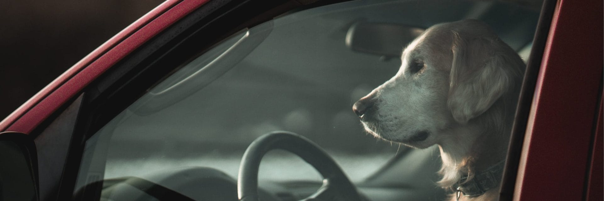 High temps prompt dogs in hot cars warning