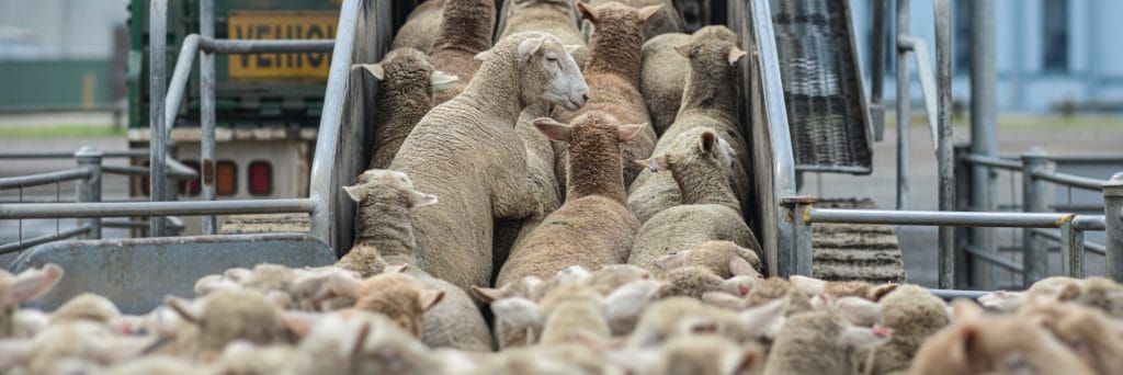 Landmark day in WA sheep welfare