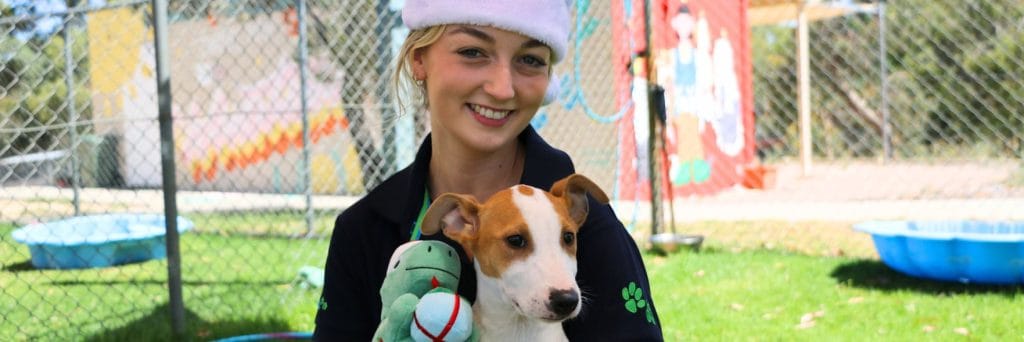 5 tips on how to have a paw-some Christmas with pets!