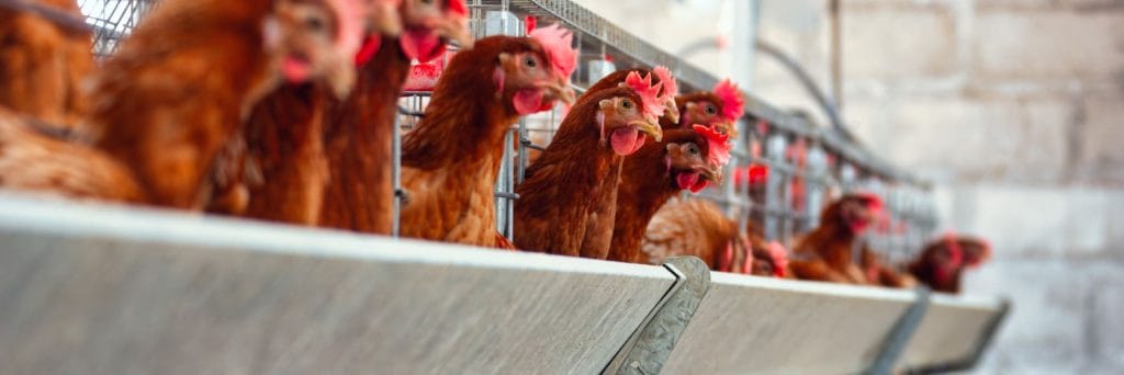 Phase out of battery cages for WA hens welcomed