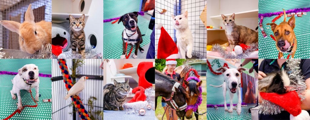 The 12 strays of Christmas