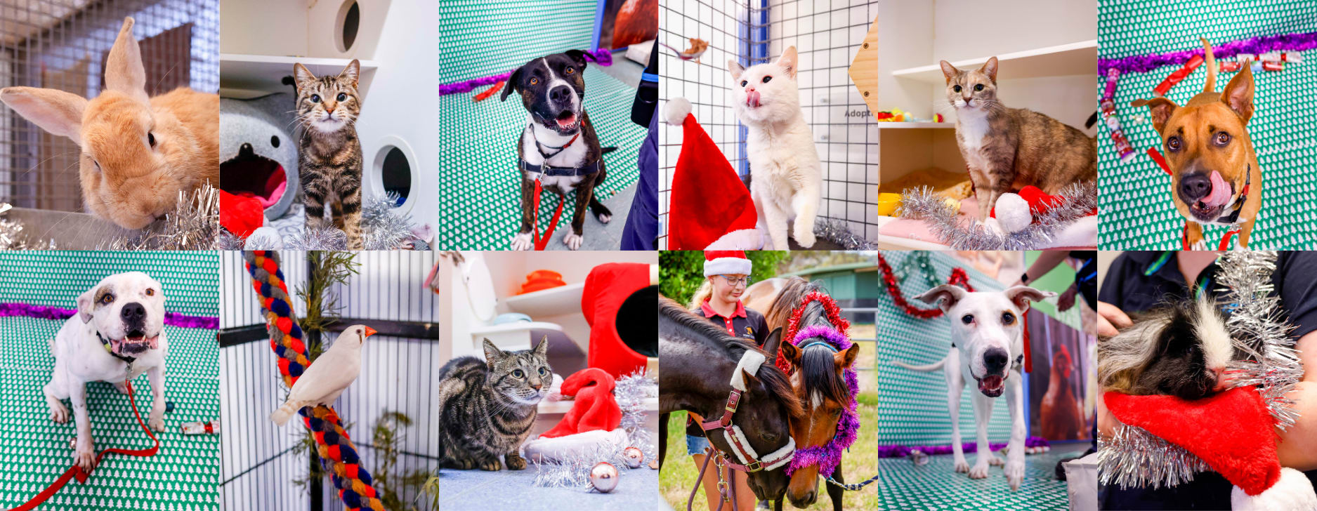 The 12 strays of Christmas