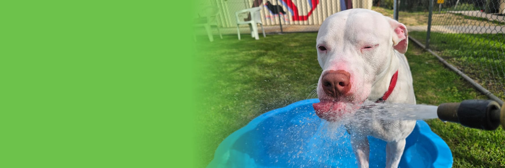 Do dogs get hayfever? Spring advice for pet owners
