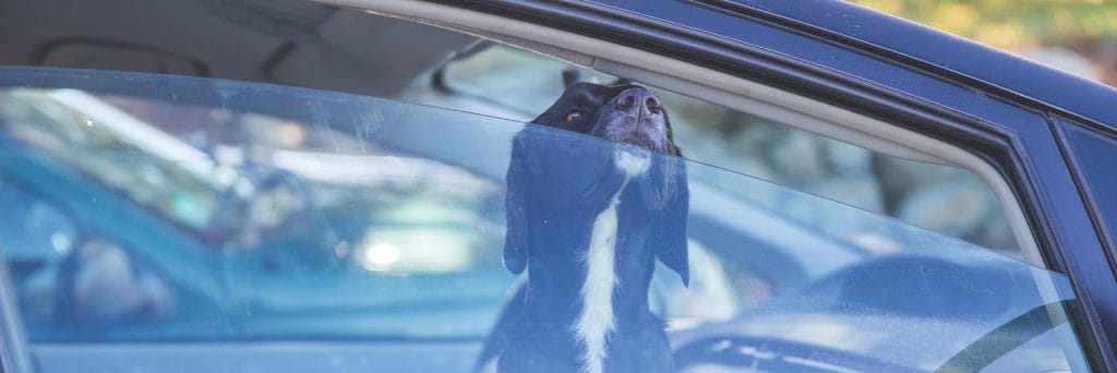 Dogs left in hot car drive heat safety warning