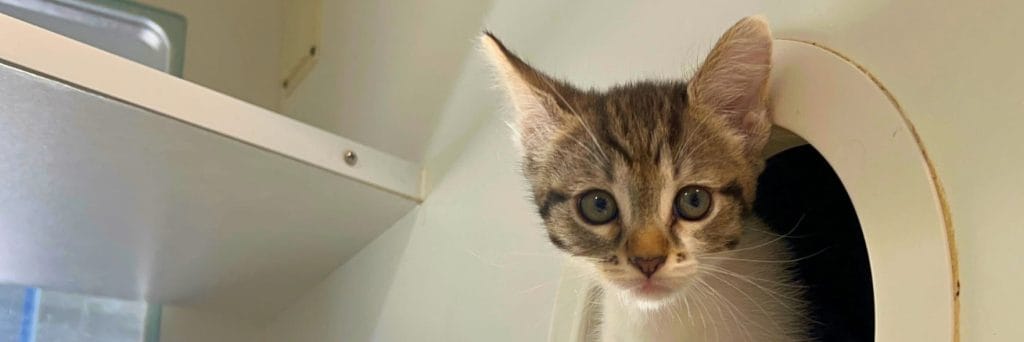 A safe cat is a happy cat