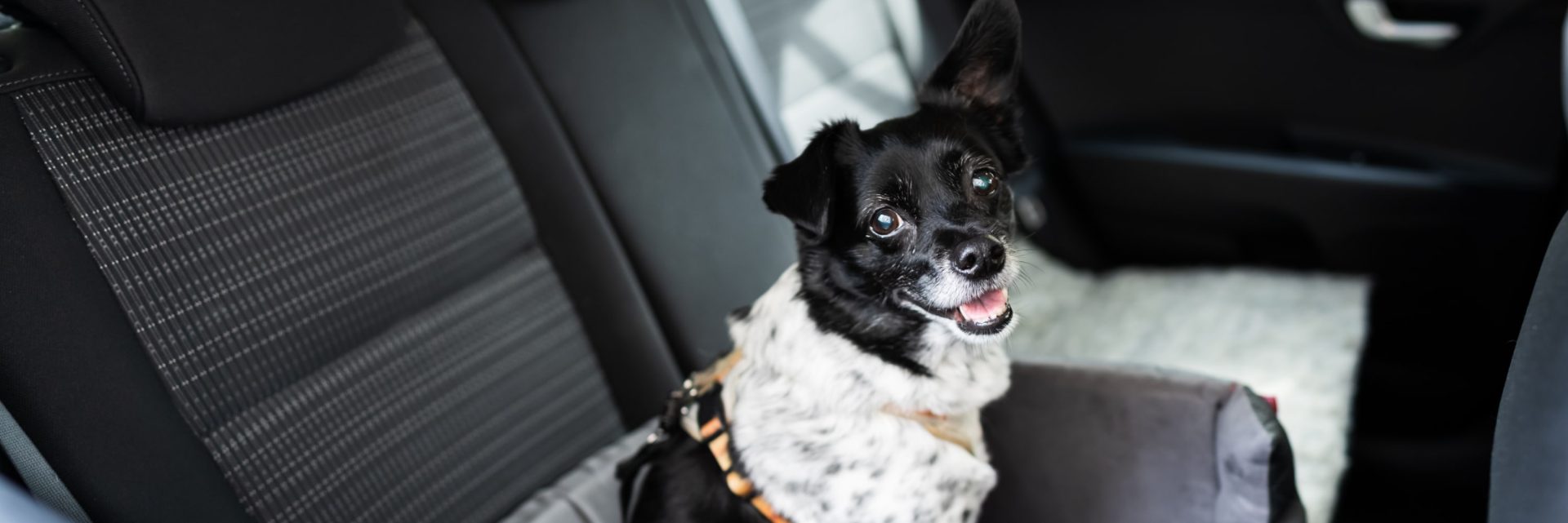 Make an emergency plan for your four-legged family member