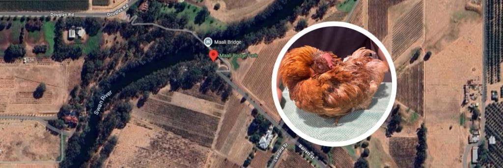 Ill chicken found dumped in a bin near the Swan River