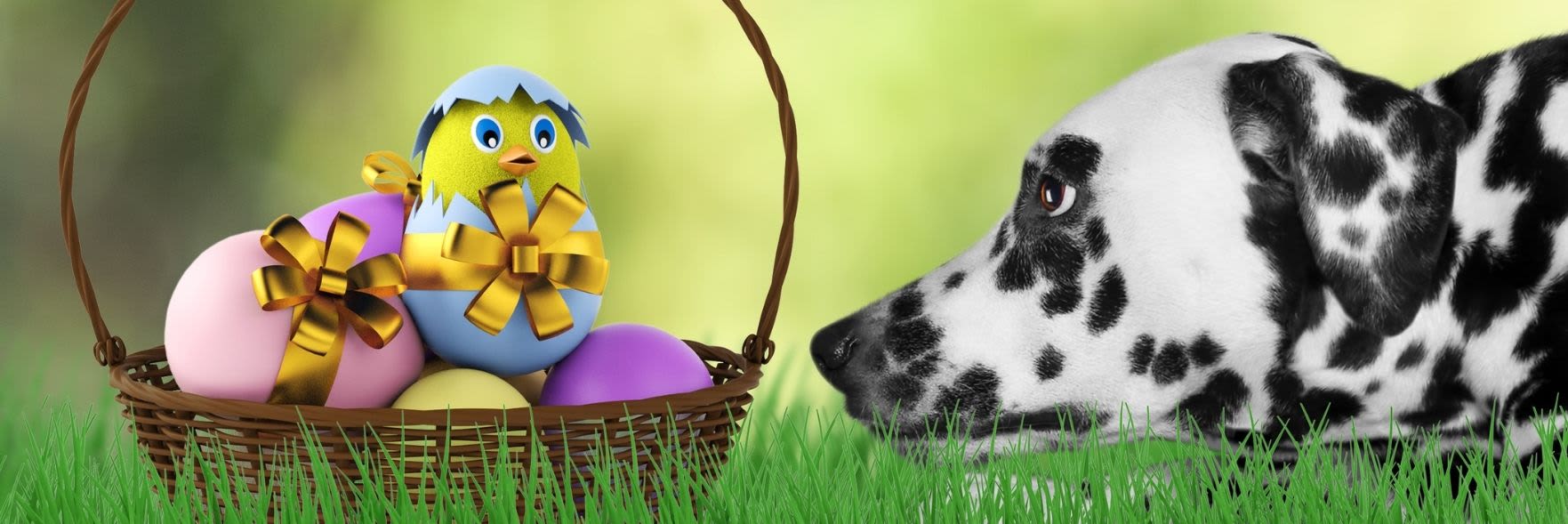 Dogs, cats and even pandemelon at risk of choc horror