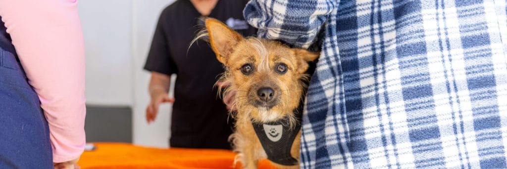 Free food and dog health checks in Balga