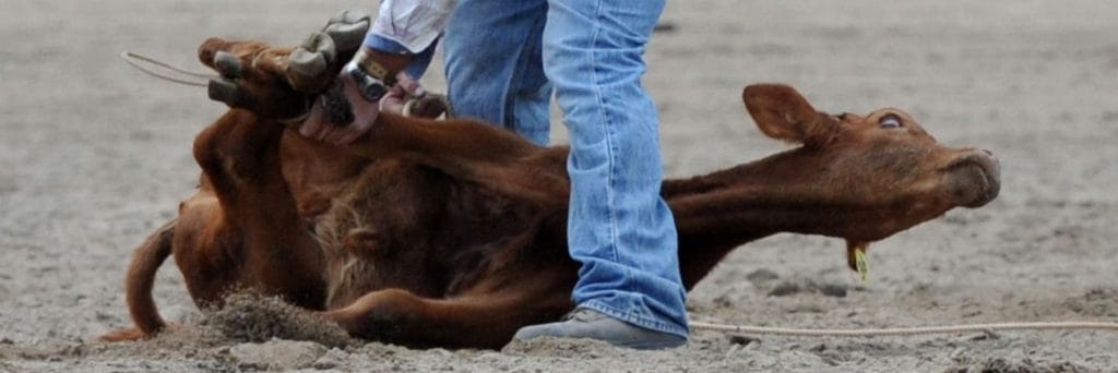 Major rodeo spruiks calf roping, but WA wants it banned!