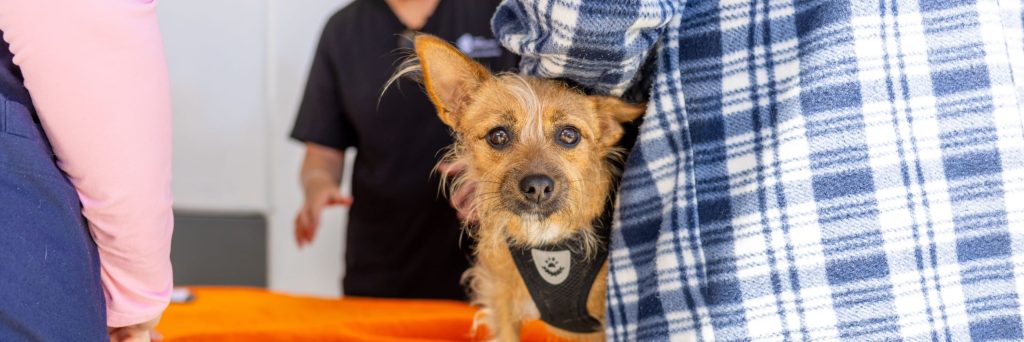 Free pet food and dog health checks in Hamilton Hill