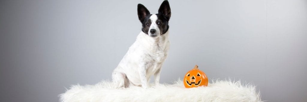 Howl-o-ween tricks and tips for pet owners