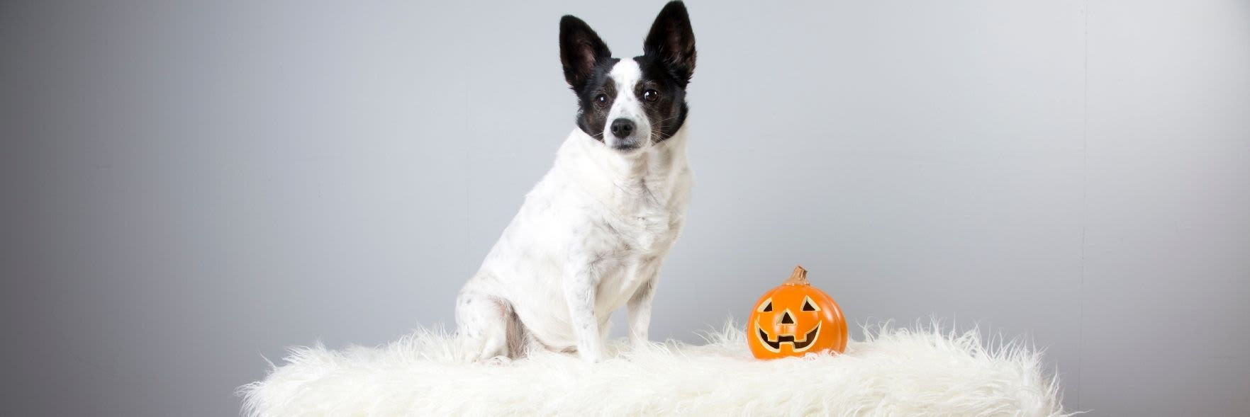 Howl-o-ween tricks and tips for pet owners