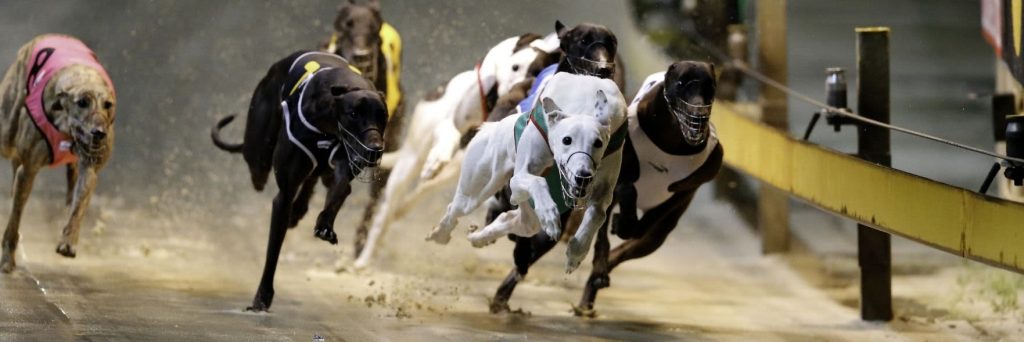 Inquiry into WA greyhound racing industry now open