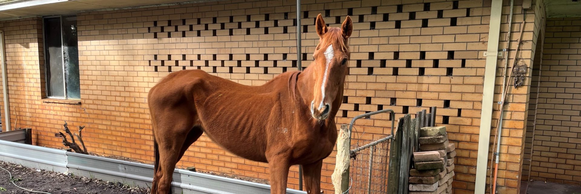 Positive step for horse welfare in WA