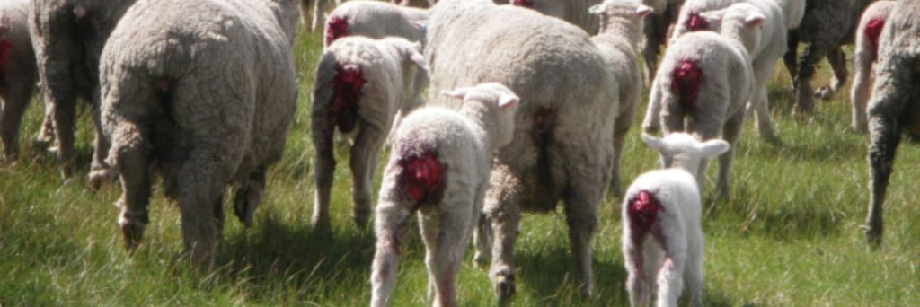 RSPCA WA backs move to mandate pain relief for mulesing