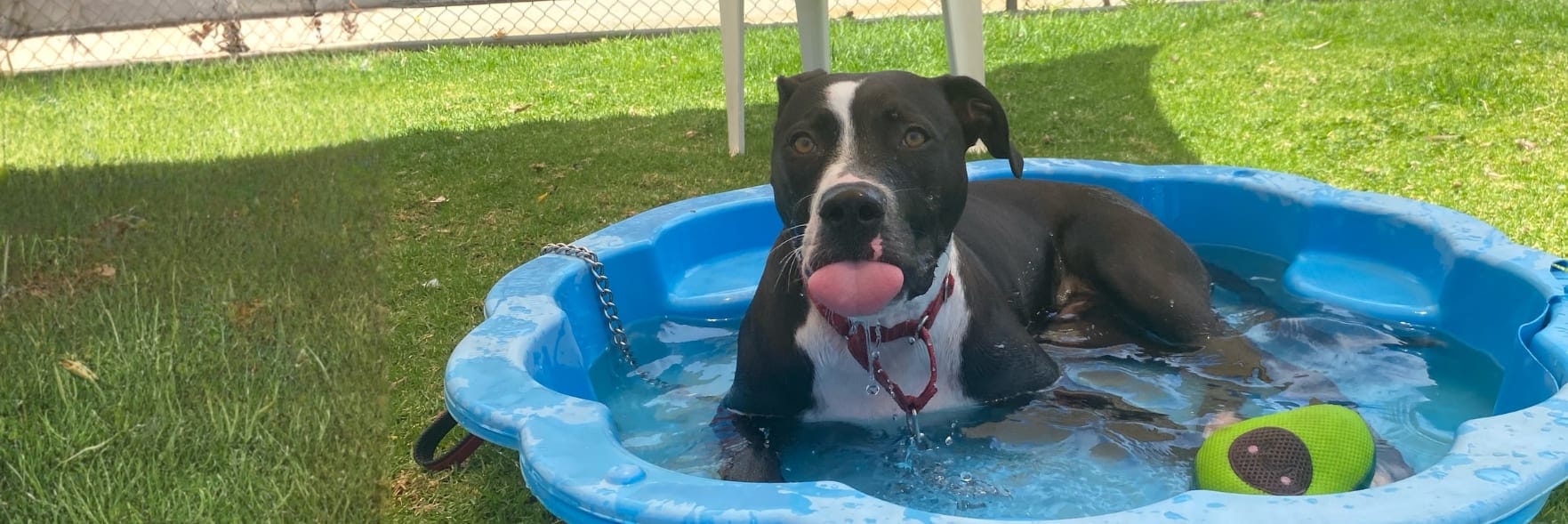 RSPCA WA urges pet owners to take extra care as temps soar