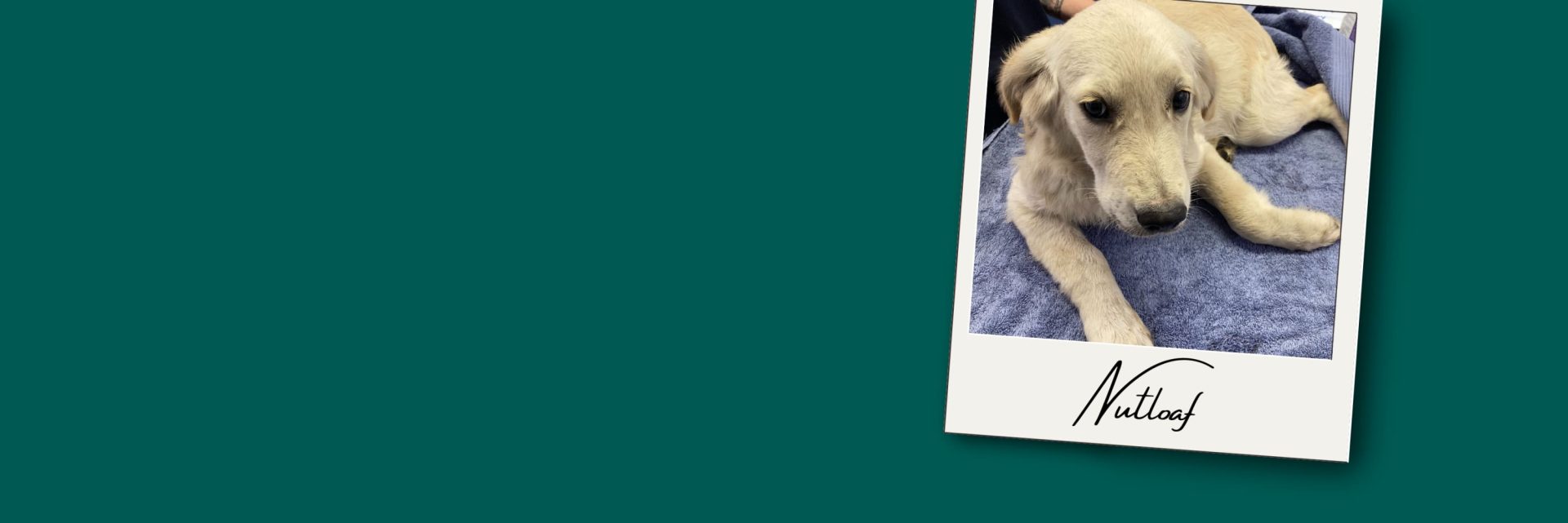 Will you be a Guardian Angel for animals like Nutloaf?