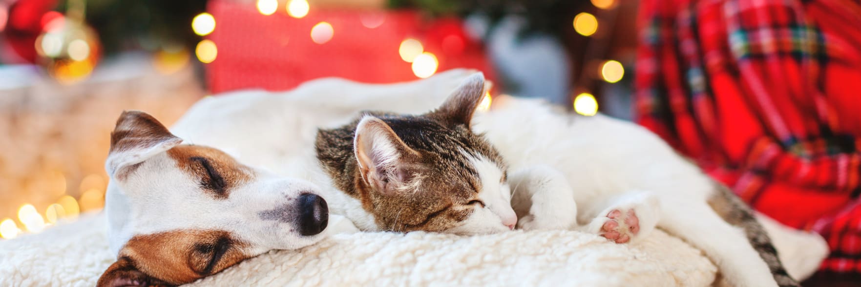 Pet presents and precautions this Christmas