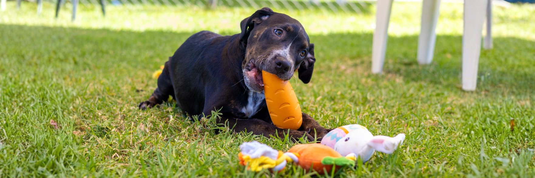 Easter choc shock for worried pet owners