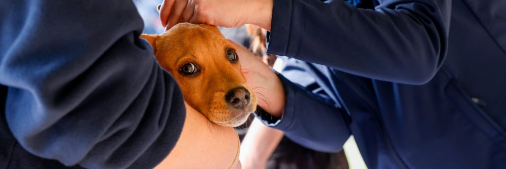 RSPCA WA to double its help for struggling pet owners in 2026