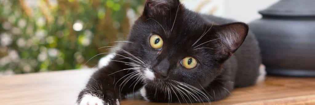 Safe and Happy Cats