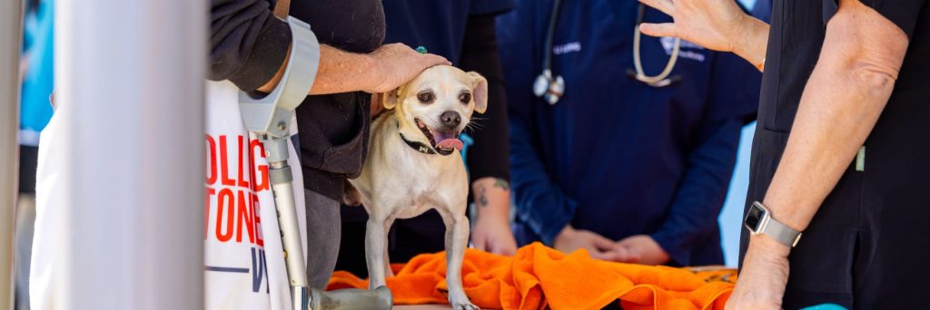 Free supplies, health checks and advice for city of Joondalup pet owners