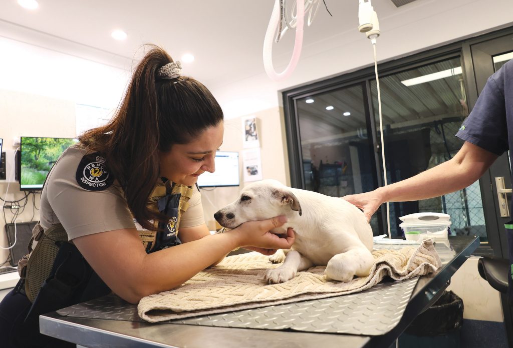 An RSPCA WA inspector takes care of a young dog, Daffodil